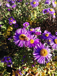 蜜蜂, 紫菀, herbstastern, 秋天, 昆虫, 被除尘, 花蜜