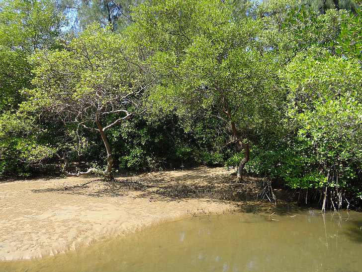 Mangrove, arter, tidvatten skog, Creek, Karwar, Indien