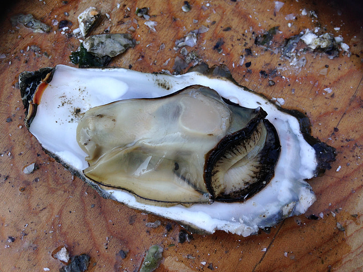 oester, RAW, voedsel, gastronomische, schaal-en schelpdieren, vers, shell