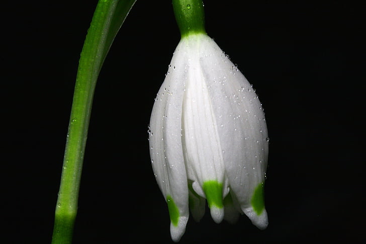 Closeup, Fotografie, sněhová vločka, květ, květ, Bloom, bílá