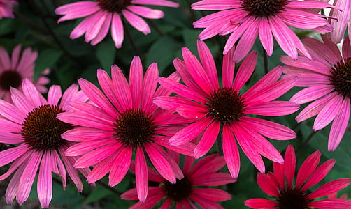 flowers, blossoms, pink, echinacea, blossoming, nature, flower