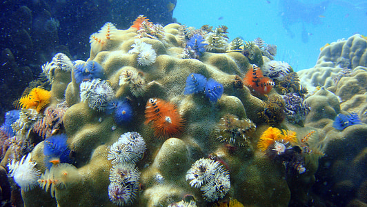 christmastree tārpi, tuvplāns, koraļļu, jūra, jūras, zemūdens, dzīvnieku