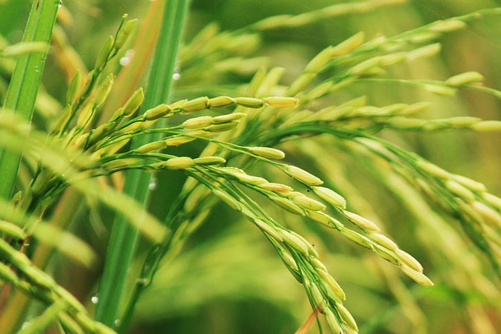 padi, field, indonesian rice, plant, rural, green, nature