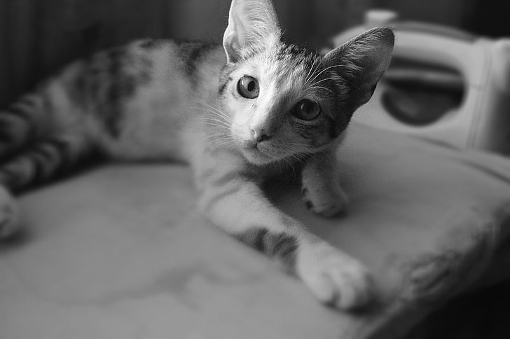 animal, black-and-white, cat, cute, domestic, household, kitten