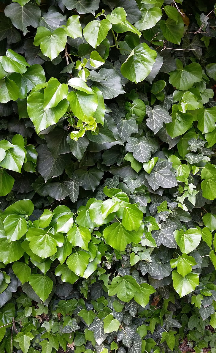 Ivy, popínavý, merangkak, dinding, hijau, struktur, alam