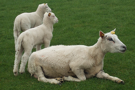 fåren, lamm, jordbruk, ull, naturen, djur, gräs