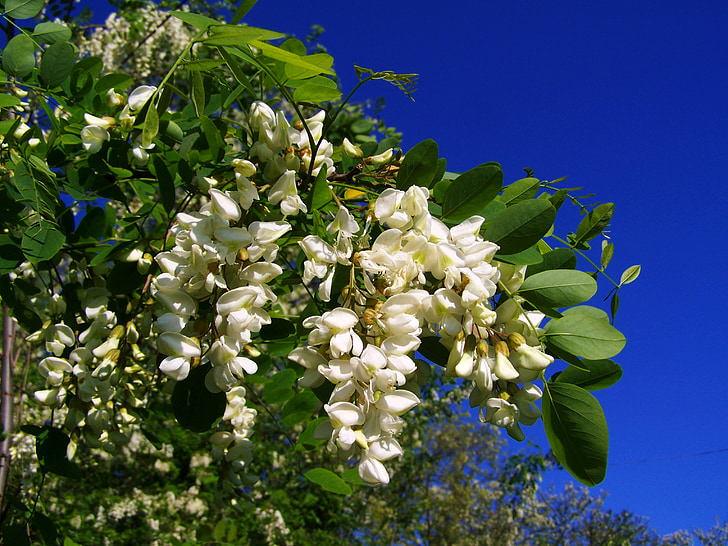 blomstrende acacia, robinia pseudoacacia, våren