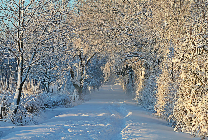 zimné, mrazivé, sneh, sneh príroda, zasnežené, sneh lane, sneh lúka