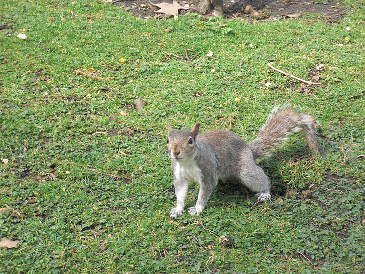 écureuil, nanga, rongeur, animal, fourrure