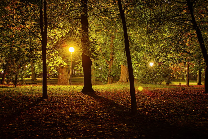malam, Taman, Taman Kota, gelap, di luar rumah, pohon, adegan