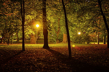 ночь, Парк, городской парк, Темный, на открытом воздухе, дерево, Сцена