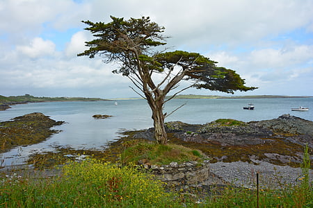 boom, Ierland, kust, geboekt, landschap, water, Lake