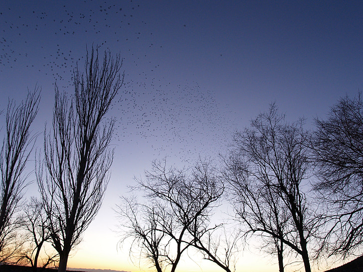 dusk, flock, birds, trees