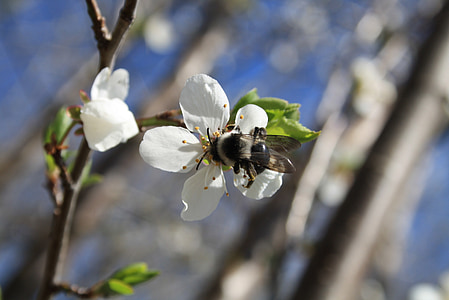 hummel, blossom, bloom, spring, plant, insect, cherry blossom