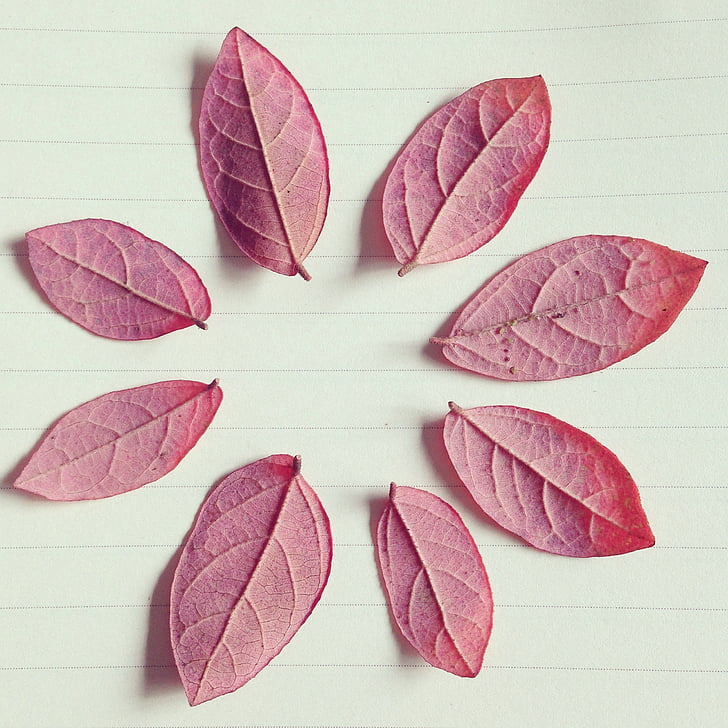 hojas rojas, otoño, línea de papel, hoja, naturaleza, fondos, planta