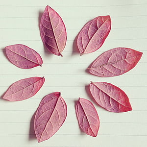 røde blade, efterår, papir linje, blad, natur, baggrunde, plante