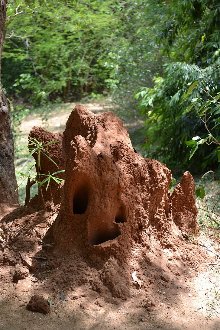 niu de les formigues, niu de serp, perill, verí, verinós, rèptils, Polonnaruwa