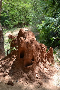 mrówki nest, Gniazdo węża, niebezpieczeństwo, trucizna, trujące, gady, Polonnaruwa