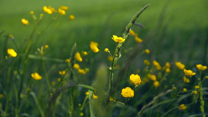 flowers, blossom, bloom, plant, nature, flower, green