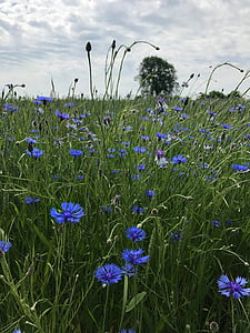 cornflowers, summer, blue, field, wild flowers, close, agriculture