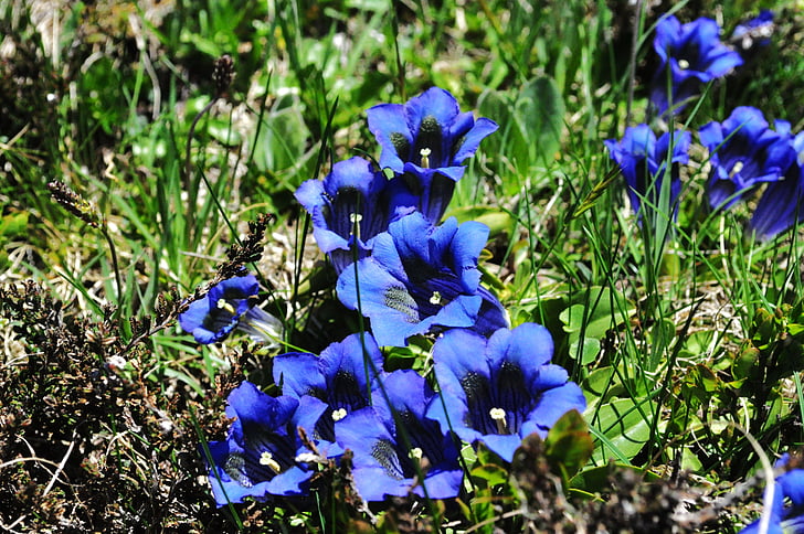 nature, gentian, alpine, summer, flower, blue, plant