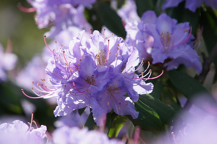 květ, Bloom, květ, Zavřít, Příroda, závod