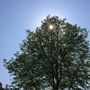 madeira, luz do sol, raio de sol, yang de escapamento de árvore, céu azul