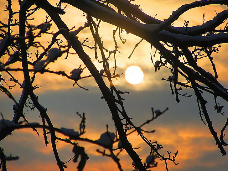 sunrise, oak tree, branches, tree, natural beauty, sun rays, beauty