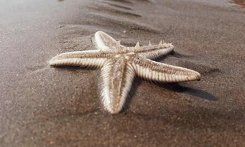 Starfish, strand, zand, kust, kust, nautische, buitenshuis