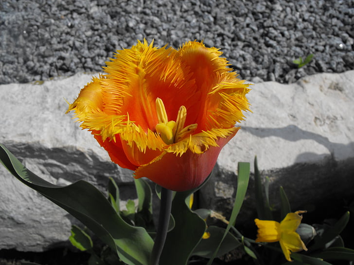 Tulipa, flamejat, primavera, taronja