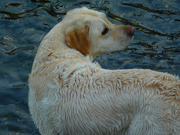 dog, water, lake, trained dog, muzzle
