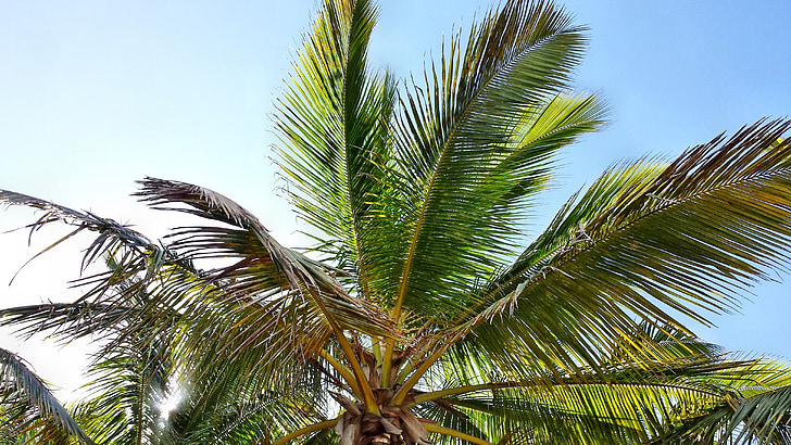 Palma, Palme, Palm, kookospähkinöitä, Luonto, Palmu, puu