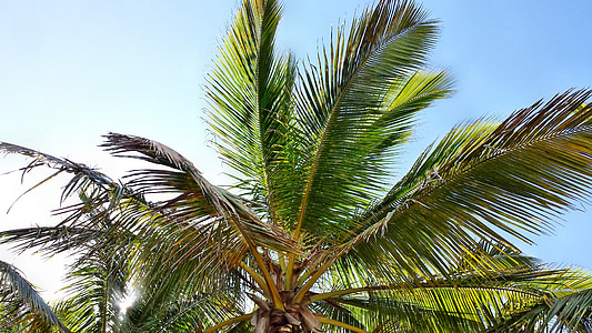 Palma, Palme, Palm, kokosov oreh, narave, Palme, drevo