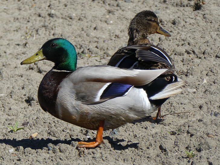 Duck, natur, dyr