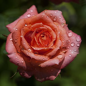 rose, flower, red rose, flowers, roses, tender rose, macro