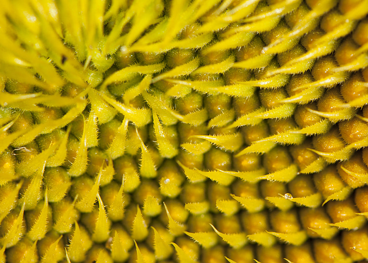 flower, seeds, sunflower, macro, floral, plant, natural