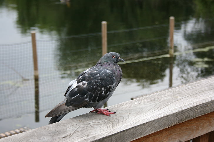 birdie, pigeon, bird, lake, poetry, afternoon, park