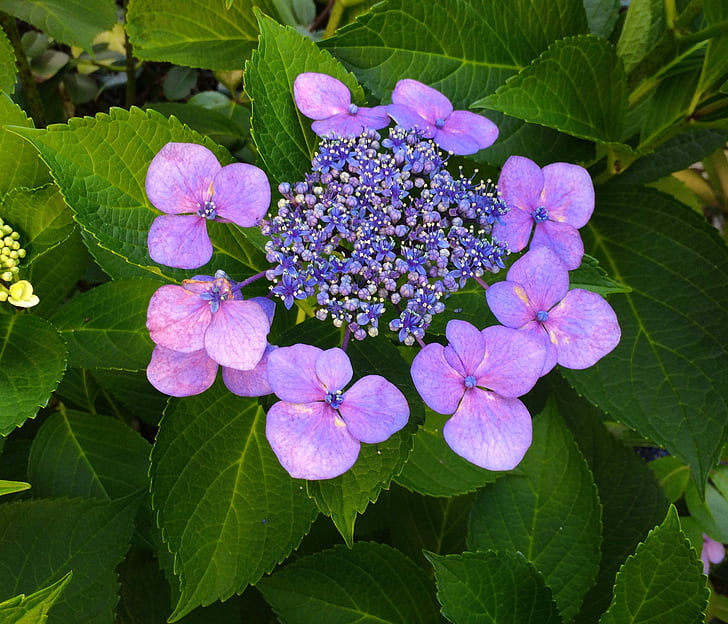 Hortenzija, gėlės, violetinė, rožinė, pastelė, žalia, lapų