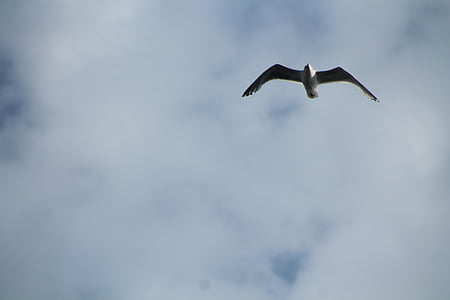 seagull, grey, sky, bird, white, blue, animal