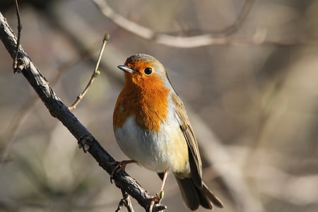 robin, bird, redbreast, branch, small, tree, animal