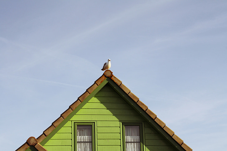 Etusivu, lokki, rakennus, lintu, eläinten, Hollanti, katto