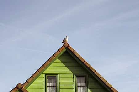 home, seagull, building, bird, animal, holland, roof