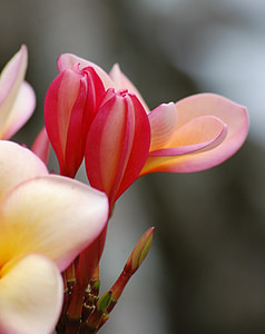flower, frangipani flower, floral, plant, natural, blossom, bloom