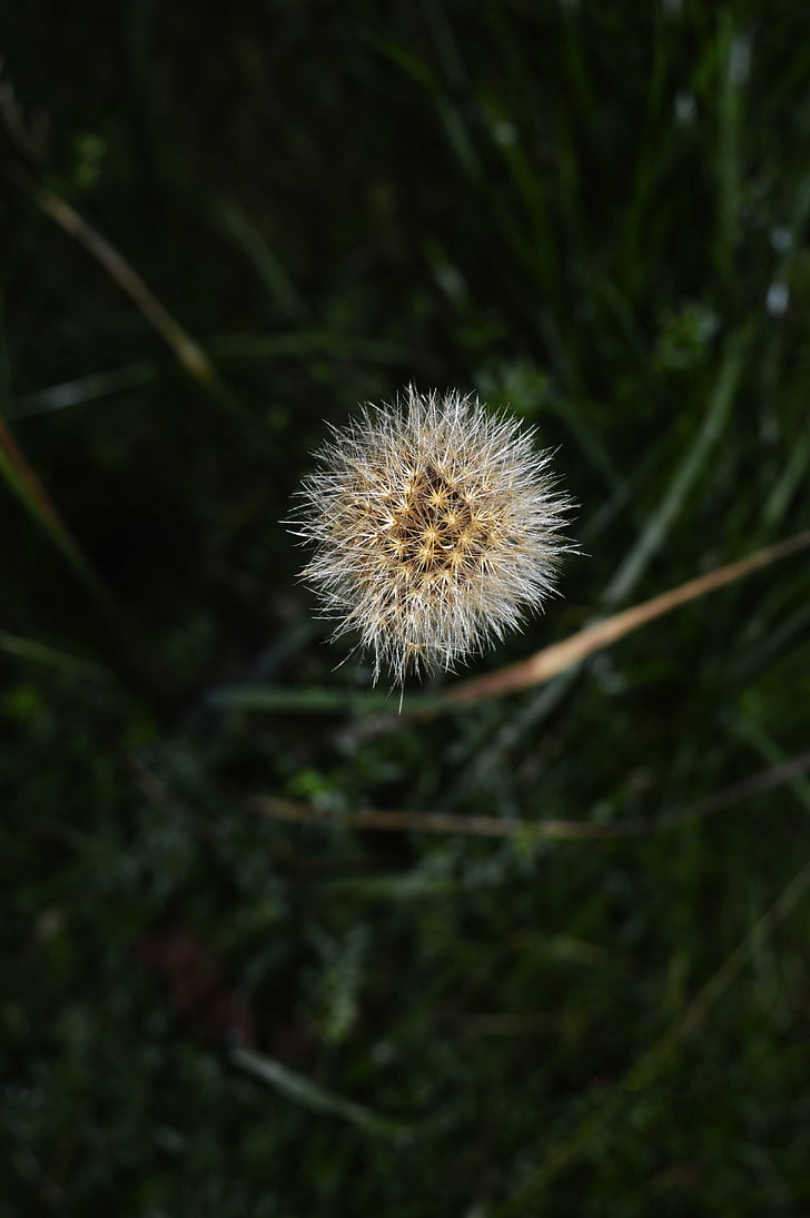 autumn, flower, plant, nature, hairy, meadow, thistle