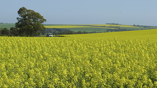 granja, naturaleza, flor, amarillo, rural, campo, paisaje de la granja