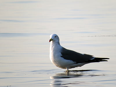 Seagull, aves marinas, la gaviota sobre el mar, Nuevo