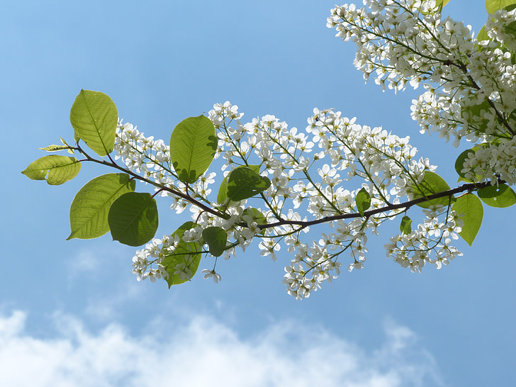 ciliegia di uccello comune, foglie, ramo, verde, fiori, Prunus padus, black cherry