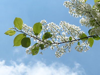 cerisier des oiseaux commun, feuilles, Direction générale de la, vert, fleurs, Prunus padus, black cherry
