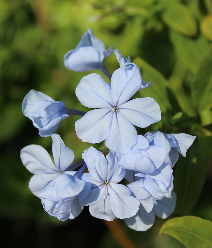 plumbago auriculata, plumbago blau, natura, jardí, flors blaves, flor de color blau, planta