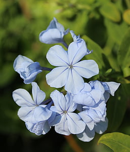 plumbago auriculata, sininen plumbago, Luonto, Puutarha, sinisiä kukkia, sininen kukka, kasvi
